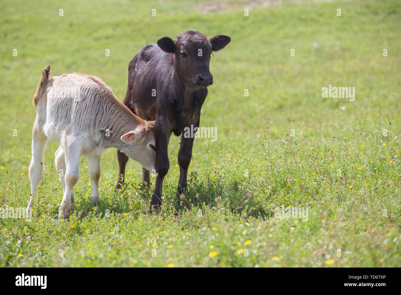 Close-up de veau en champ vert allumé par sun avec de l'herbe d'été vert sur fond flou. L'élevage du bétail, l'élevage, la production de lait et de viande Banque D'Images