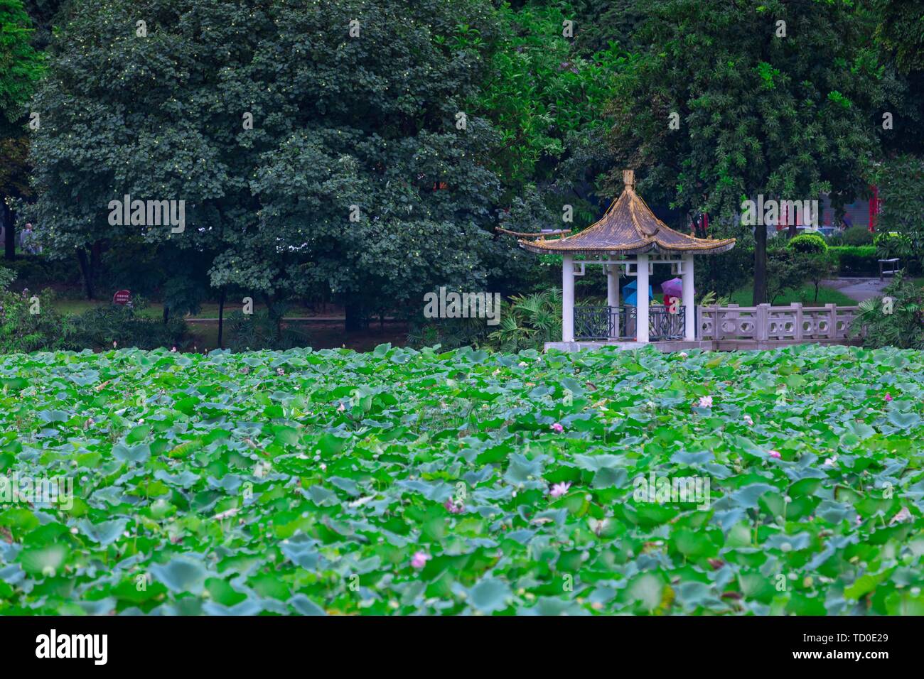 Festival de Lotus dans le parc Lianhu, Qiaotou, Dongguan Banque D'Images
