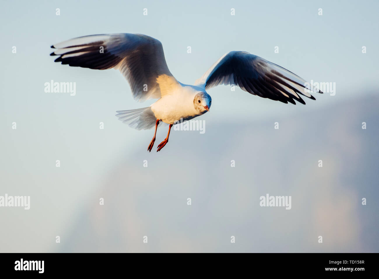 Les oiseaux de chasse en posture Banque D'Images