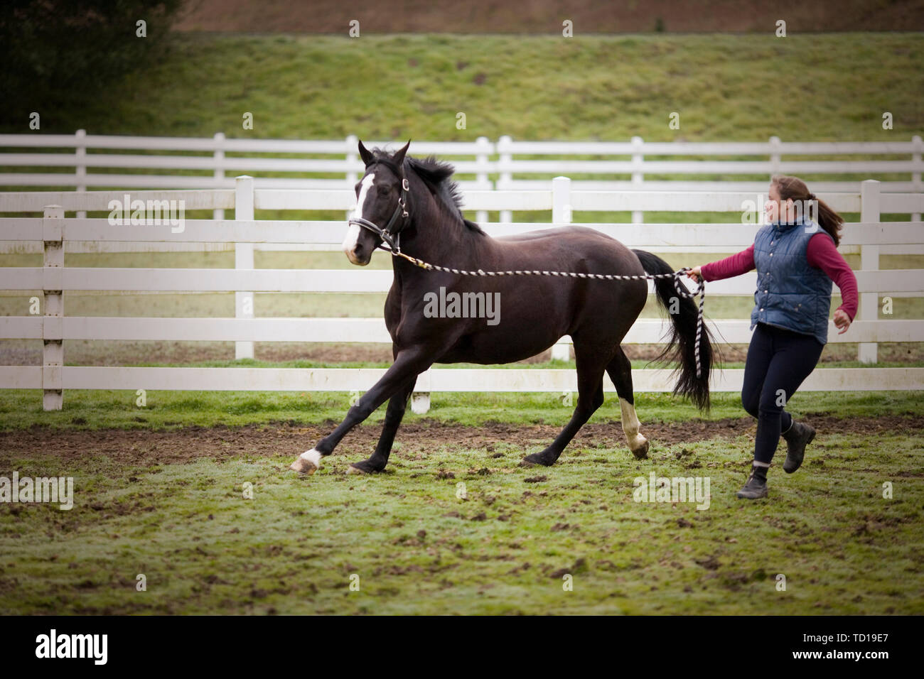 Jeune femme tournant avec son cheval noir dans un enclos. Banque D'Images