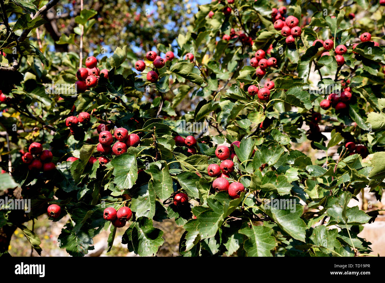Photographié dans le Shanxi en octobre 2018, l'aubépine les arbres sont couverts de fruits d'aubépine Banque D'Images