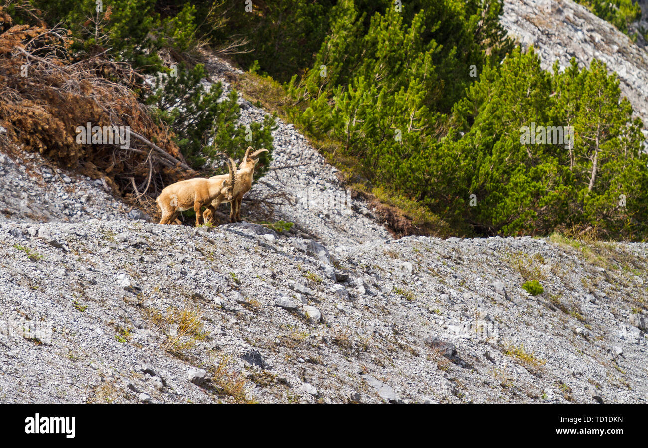 Bouquetin sauvage sur le rocher, dans la nature des animaux alpins Banque D'Images
