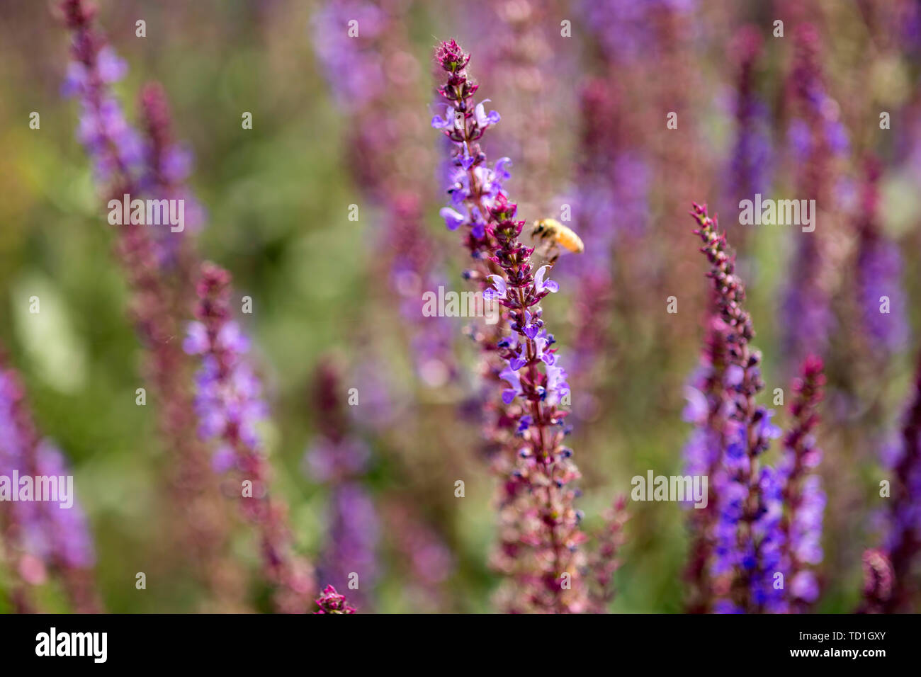 Salvia. Banque D'Images