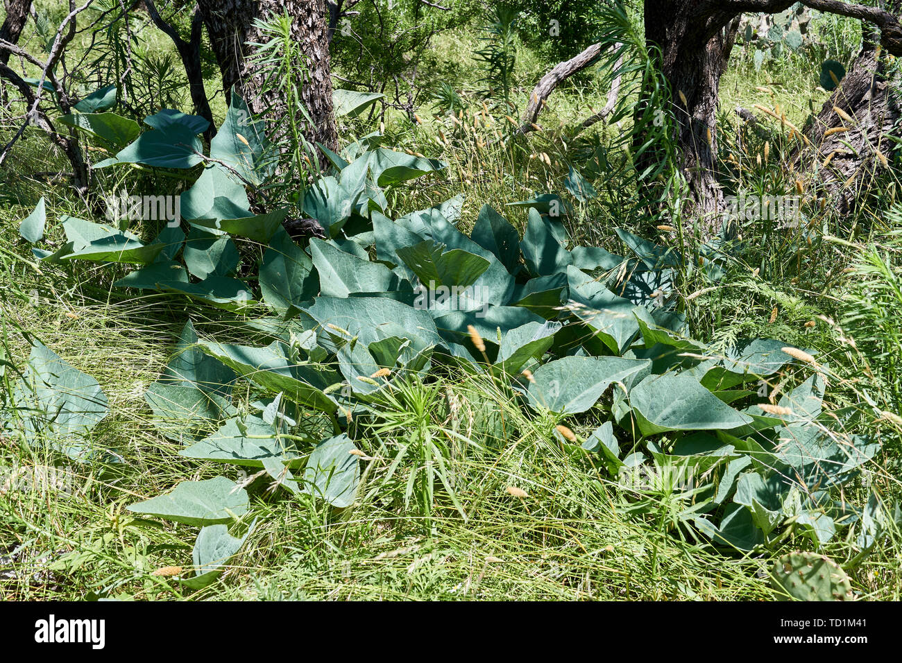 Buffalo Gourd plante poussant à l'état sauvage dans les mesquite forst du Texas Banque D'Images