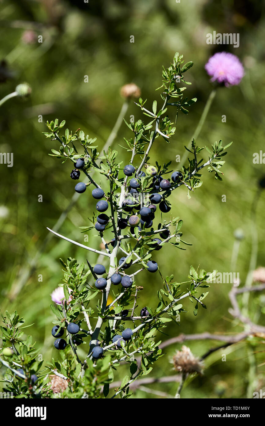 Lotebush, Lote-bush (Condalia Ziziphus obtusifolia) ou également du Warnock, d'Amourette ou Crucillo mexicain. La flore du désert du Texas Banque D'Images