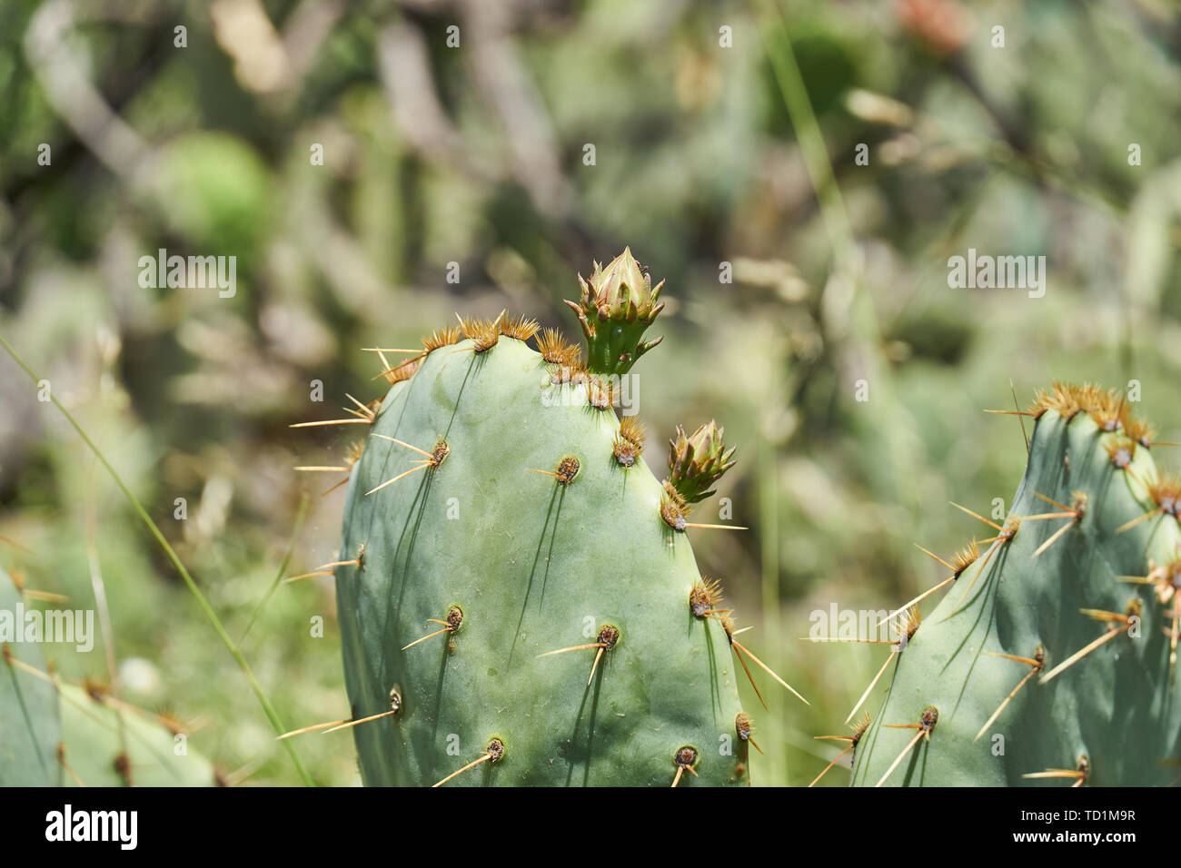 De nouveaux bourgeons sur l'Oponce de l'Cactusin le printemps au Texas Banque D'Images