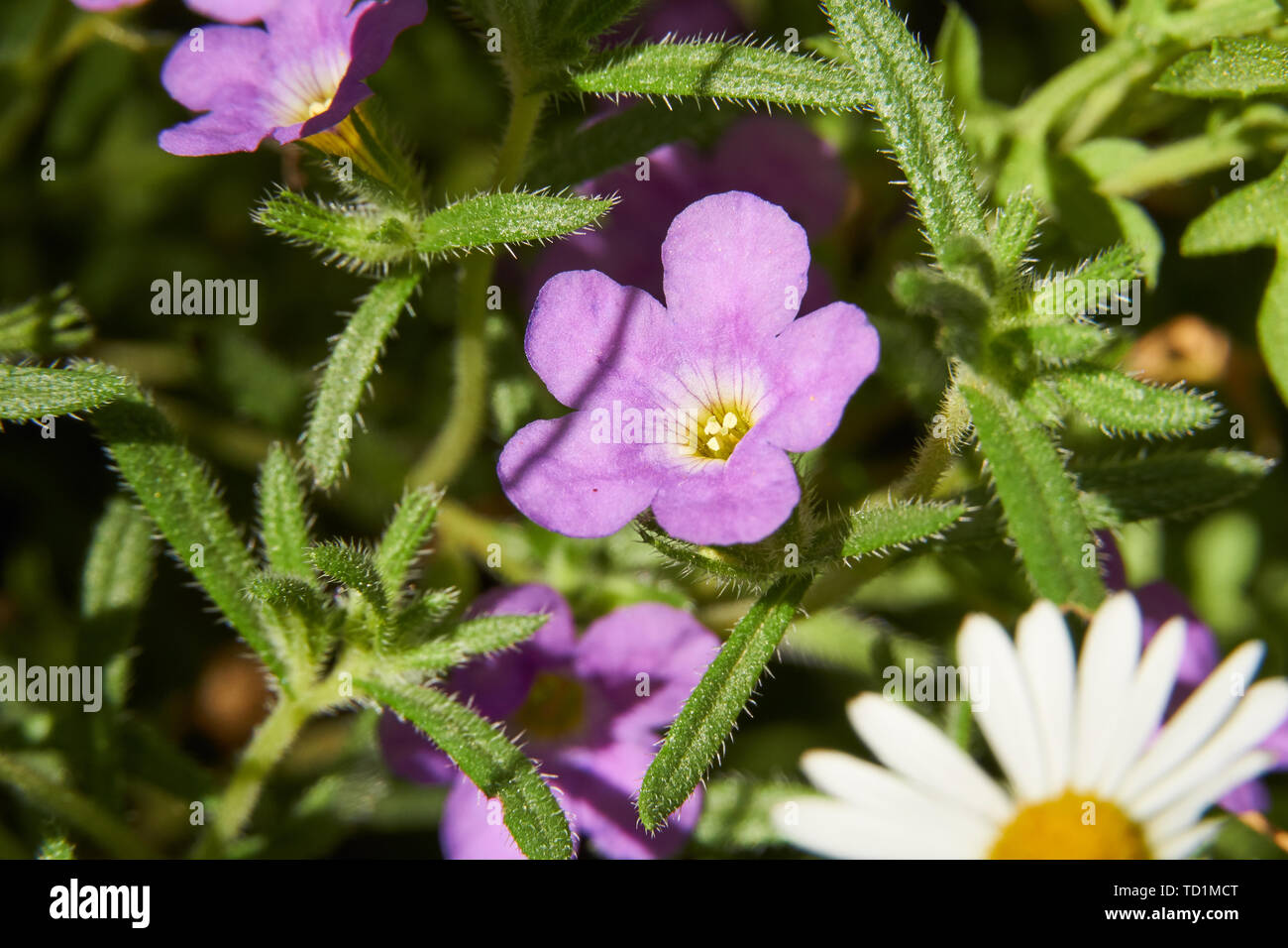 Native du sud-ouest sauvage Calibrachoa parviflora poussent à l'état sauvage au Texas Banque D'Images