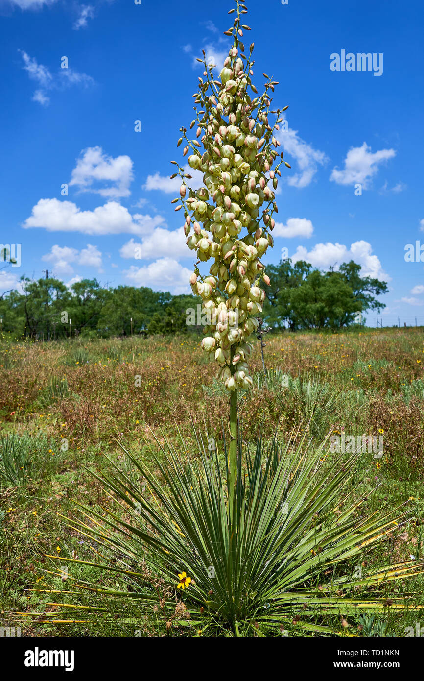 Poitrait de Yucca filamentosa plante en pleine floraison. White fleurs exotiques & long feuilles vertes sur fond de ciel bleu. Le désert texan. Banque D'Images
