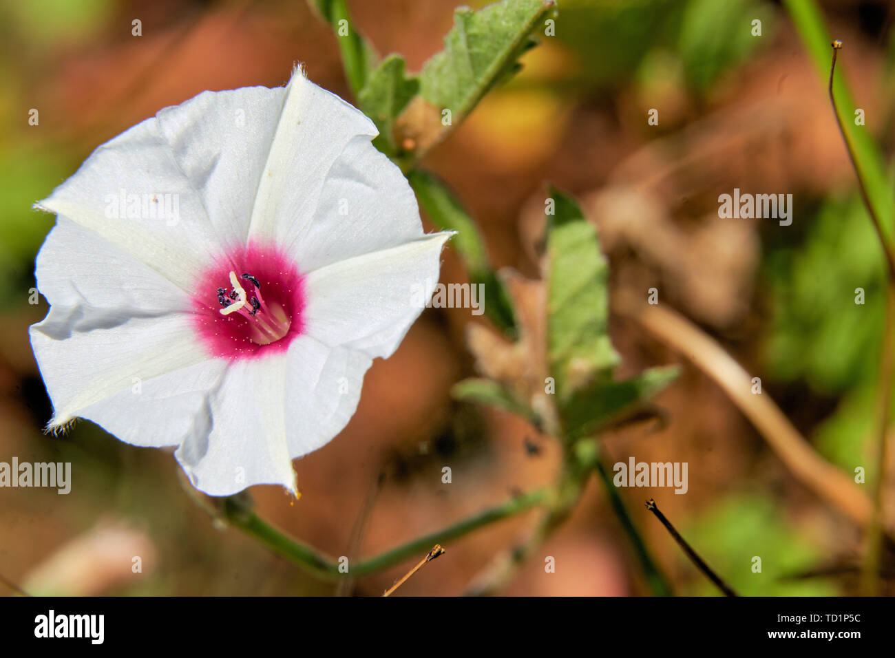 Belle Macro Close Up of Texas liseron des champs (Convolvulus equitans) fleur. Banque D'Images