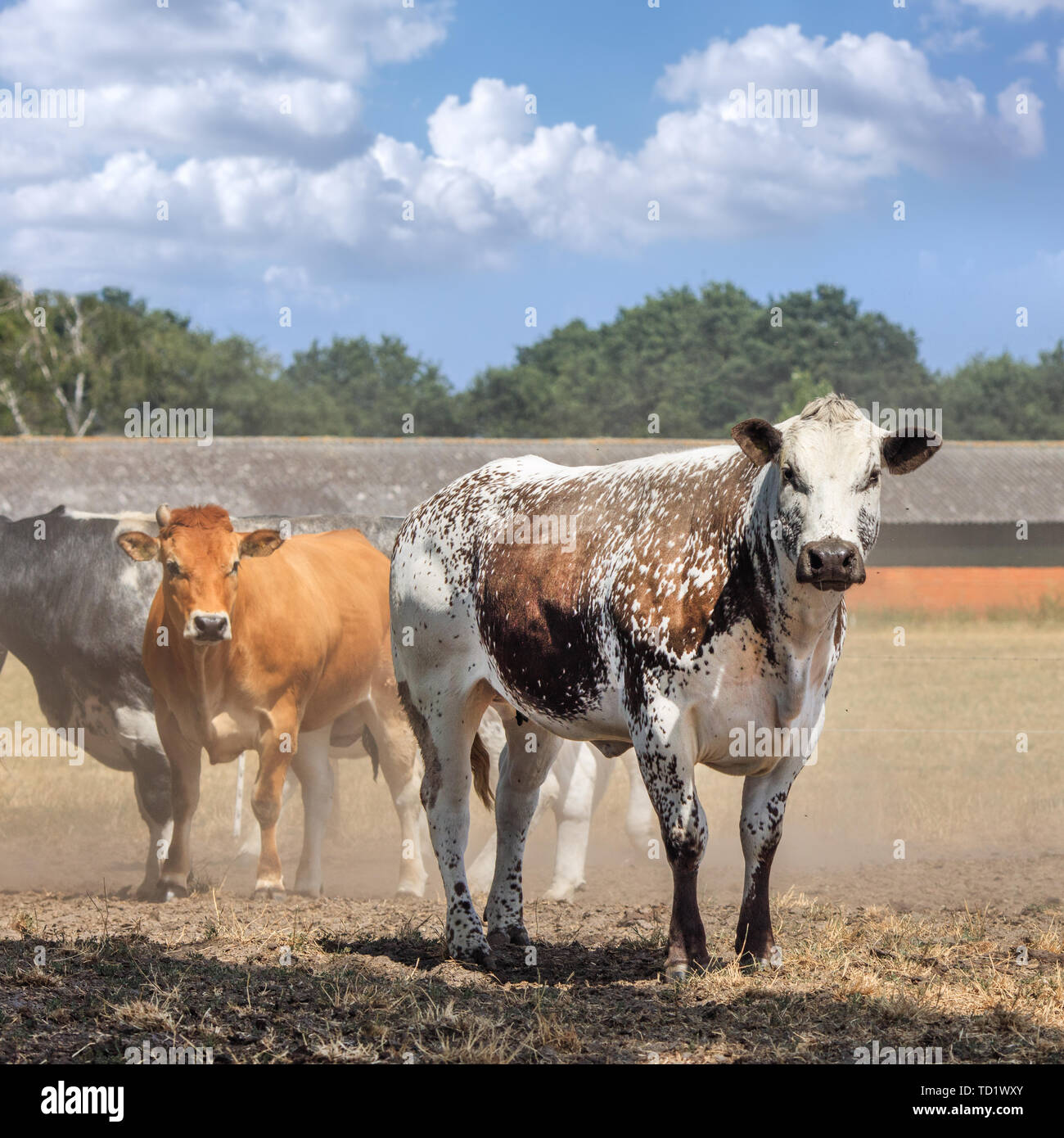 Le bétail dans une prairie poussiéreux sur une chaude journée d'été, de Brabant, Pays-Bas. Banque D'Images