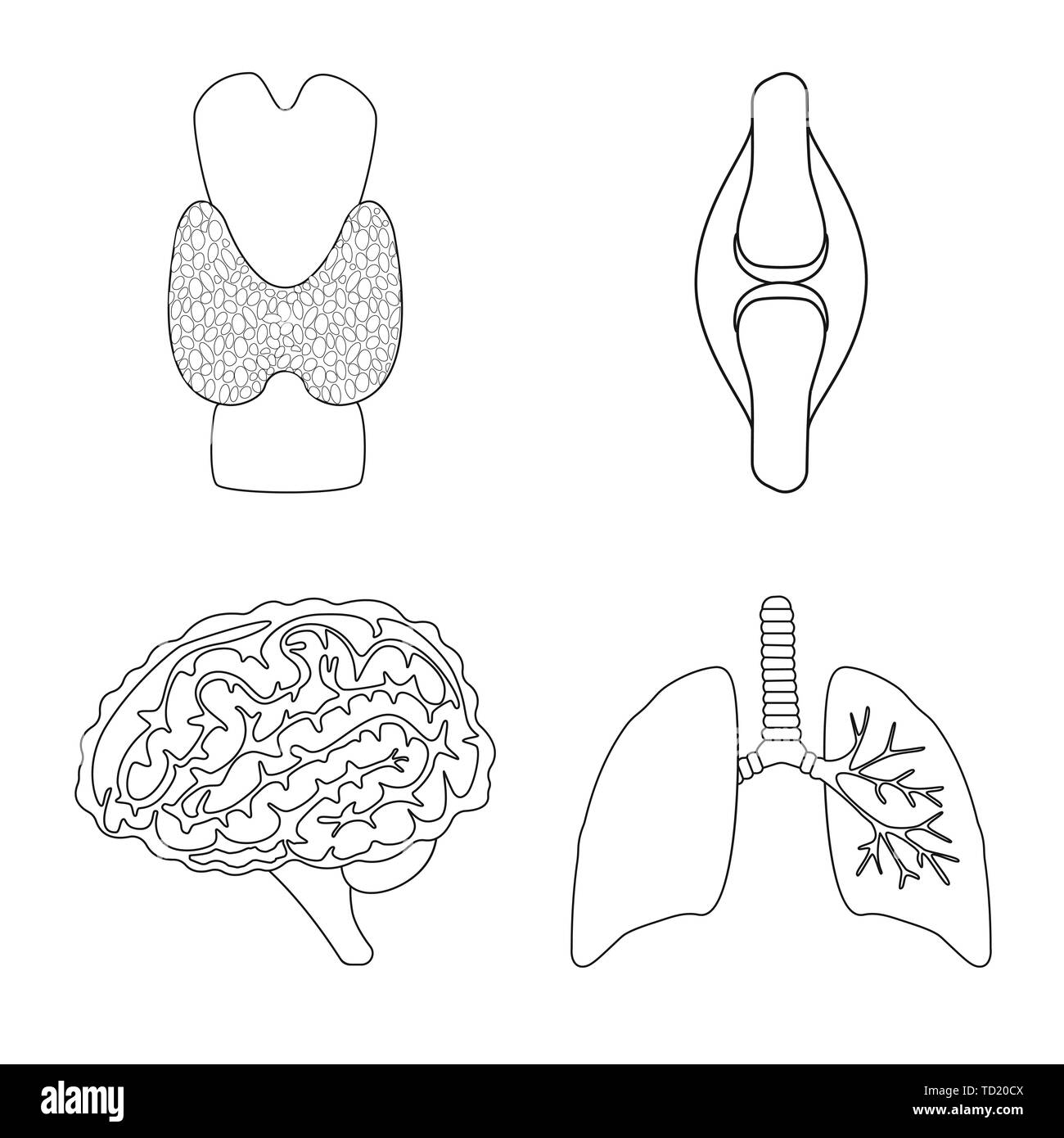 Os,dorsale,cerveau,lung,moelle,tendon,esprit,trachée,meubles,psychologie,muscle respiratoire,moelle,,genius,system,body,joints,pericranium,massage,,cartilage dommage,la maladie,godronné,wit,,infection,squelettique,mouvement,réflexion,Anatomie interne d'organes,médical,des,santé,biologie,scientifique,recherche,,laboratoire,set,icône,,illustration,collection,isolé,design,graphisme,élément signe,ligne,plan,vecteurs vecteur , Illustration de Vecteur