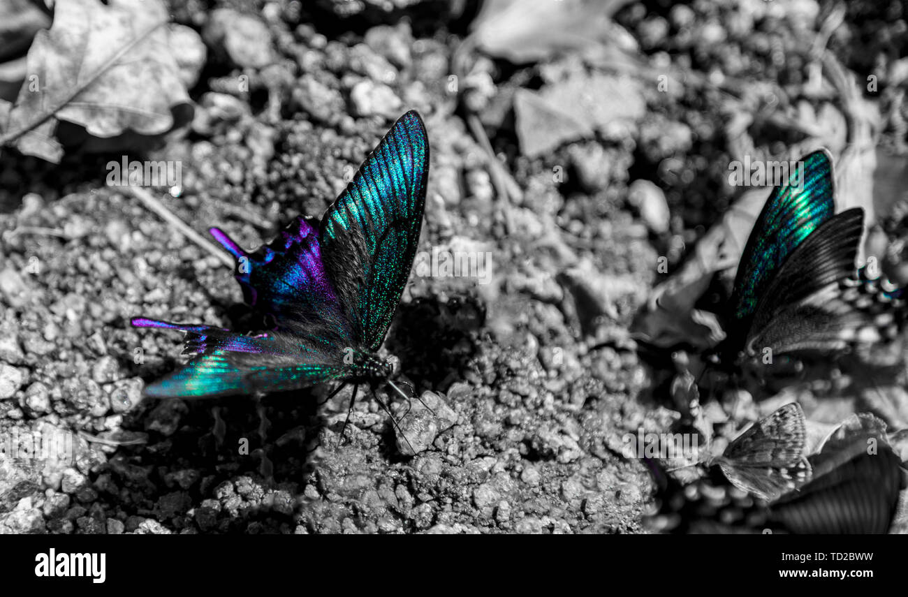 Papillon. Banque D'Images