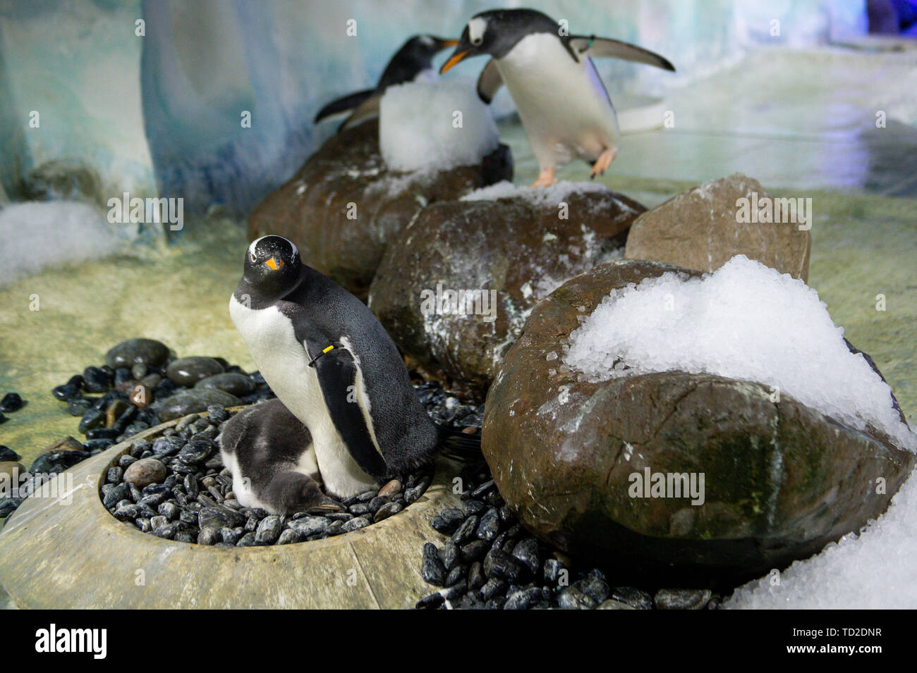 Un rare Gentoo pingouin bébé qui est né à la National Sea Life Centre à Birmingham. Le poussin, dont les parents ont parcouru des milliers de kilomètres en avion à concevoir dans le cadre du programme d'élevage de la mer, a été nommée 'Flash' après avoir éclos si rapidement. Banque D'Images