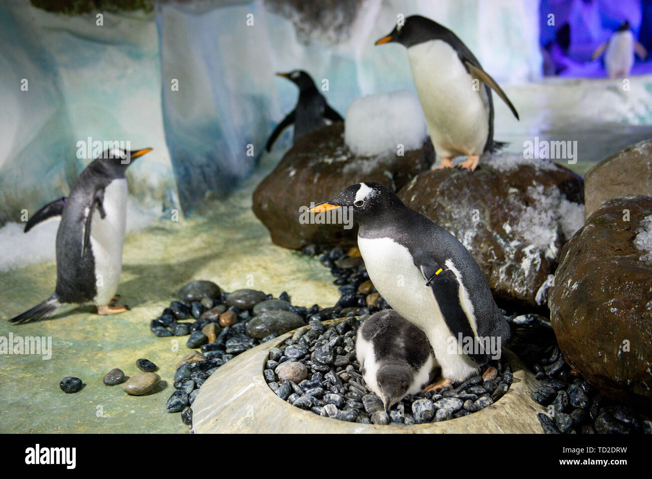 Un rare Gentoo pingouin bébé qui est né à la National Sea Life Centre à Birmingham. Le poussin, dont les parents ont parcouru des milliers de kilomètres en avion à concevoir dans le cadre du programme d'élevage de la mer, a été nommée 'Flash' après avoir éclos si rapidement. Banque D'Images