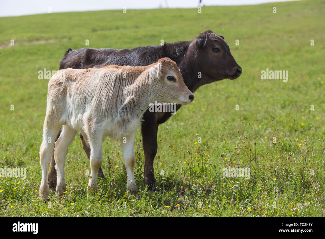 Close-up de veau en champ vert allumé par sun avec de l'herbe d'été vert sur fond flou. L'élevage du bétail, l'élevage, la production de lait et de viande Banque D'Images