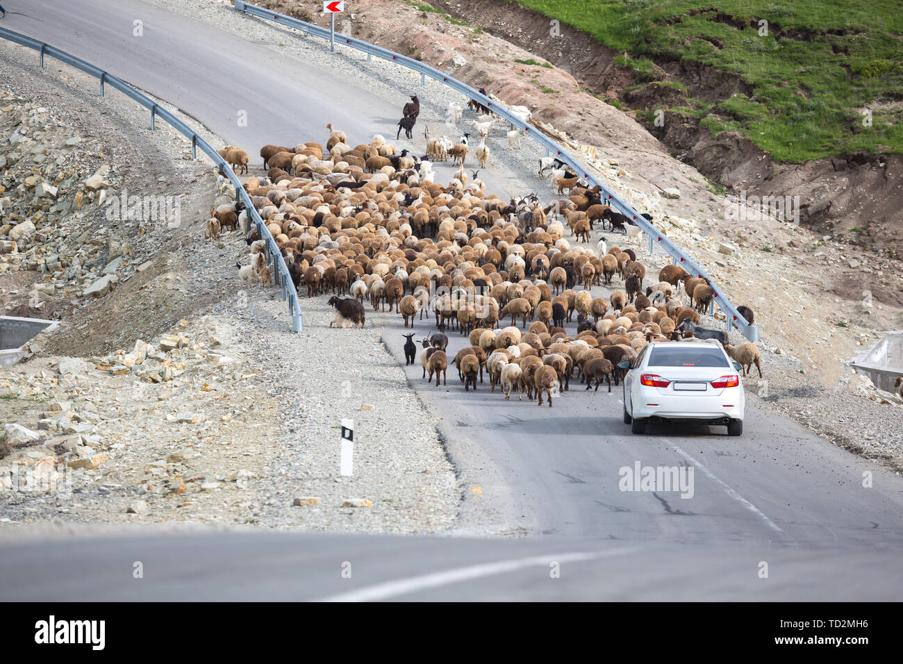 Un troupeau de moutons mangent de l'herbe dans les vertes collines du haut Caucase près de Chemakha, Azerbaïdjan. Location bloqué Banque D'Images