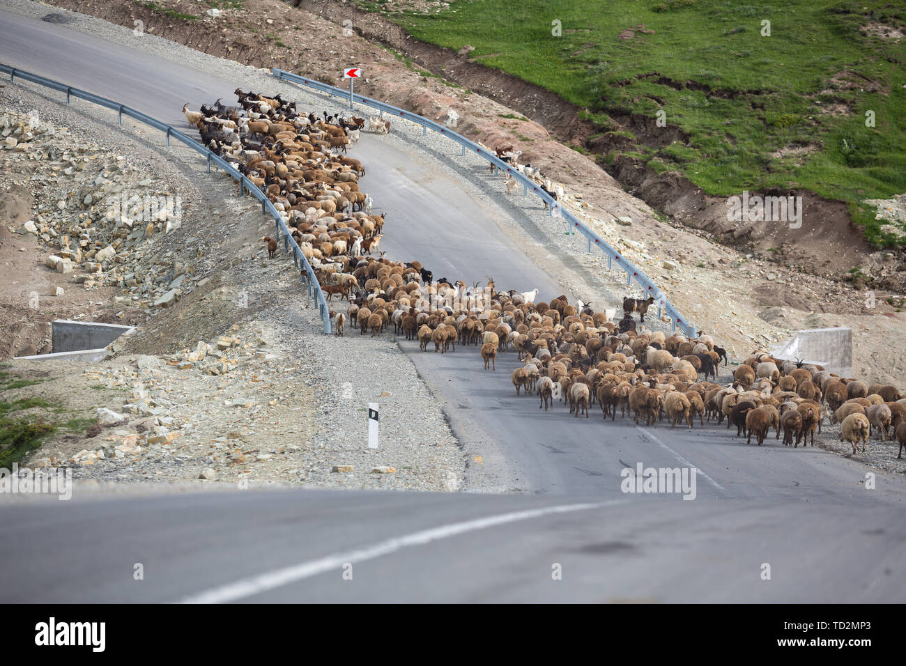 Un troupeau de moutons mangent de l'herbe dans les vertes collines du haut Caucase près de Chemakha, Azerbaïdjan. Banque D'Images