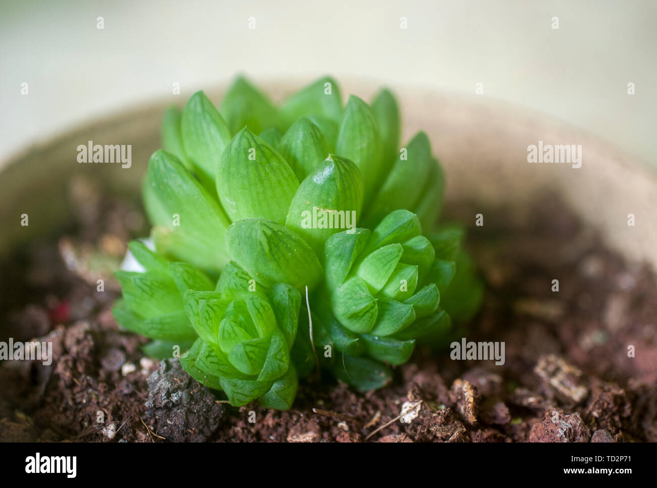 Fenêtre d'Haworthia cuspidata (Star) est une plante succulente formant une rosette, avec star-comme des rosettes, jusqu'à 4 pouces (10 cm) de diamètre. Les feuilles sont lime gr Banque D'Images
