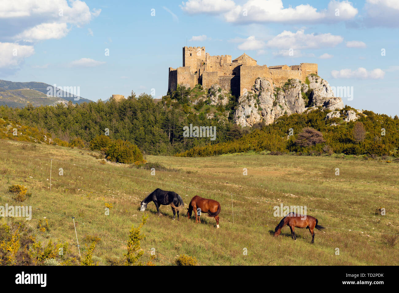 Les chevaux dans le champ en face du Château de Loarre, près de Loarre, la Province d'Huesca, Aragon, Espagne. Le château roman est parmi les plus anciennes de l'Espagne, datant mostl Banque D'Images