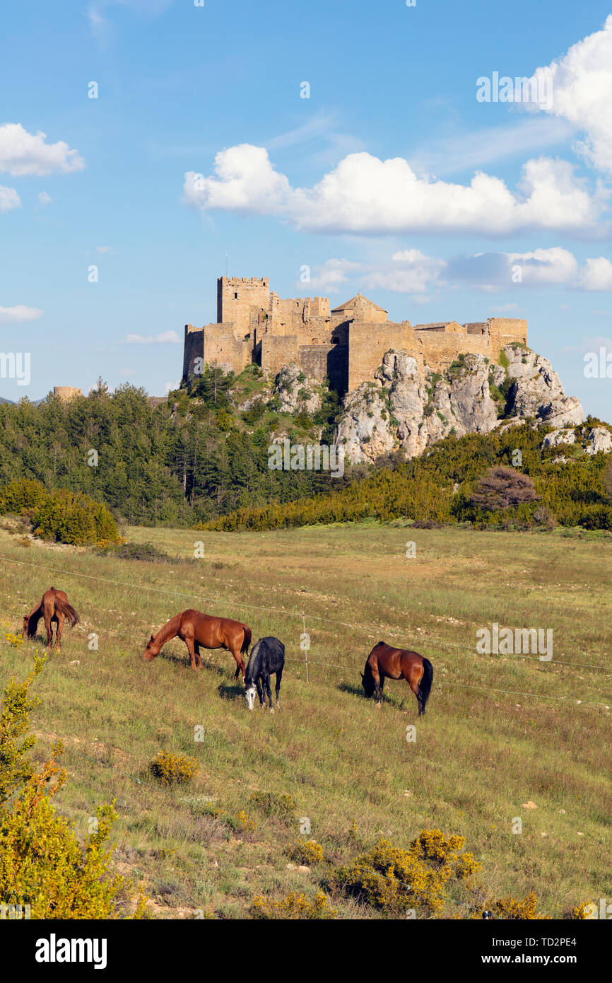 Les chevaux dans le champ en face du Château de Loarre, près de Loarre, la Province d'Huesca, Aragon, Espagne. Le château roman est parmi les plus anciennes de l'Espagne, datant mostl Banque D'Images