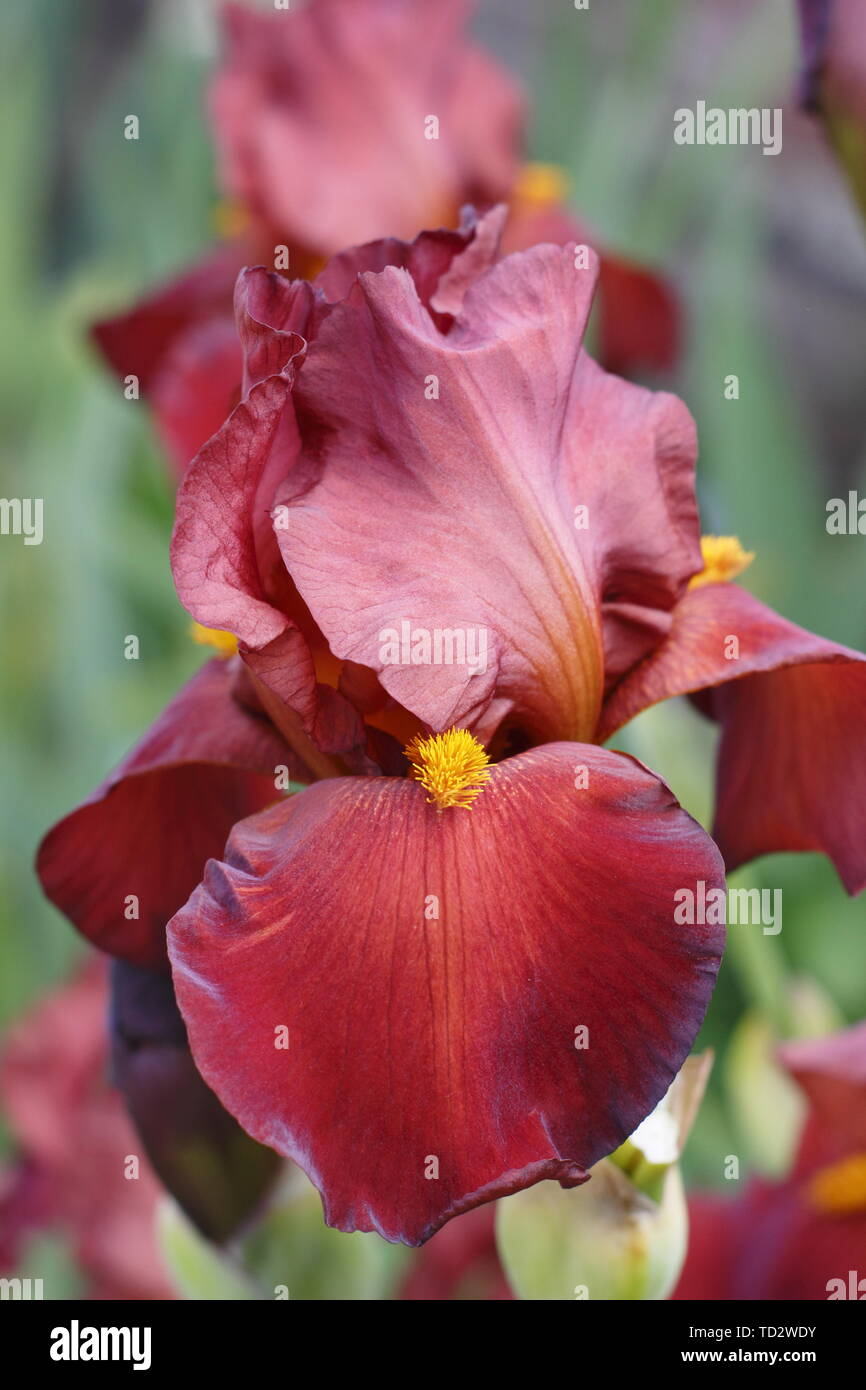 Iris 'Red Pike' Grand Iris en fleurs en mai. Banque D'Images