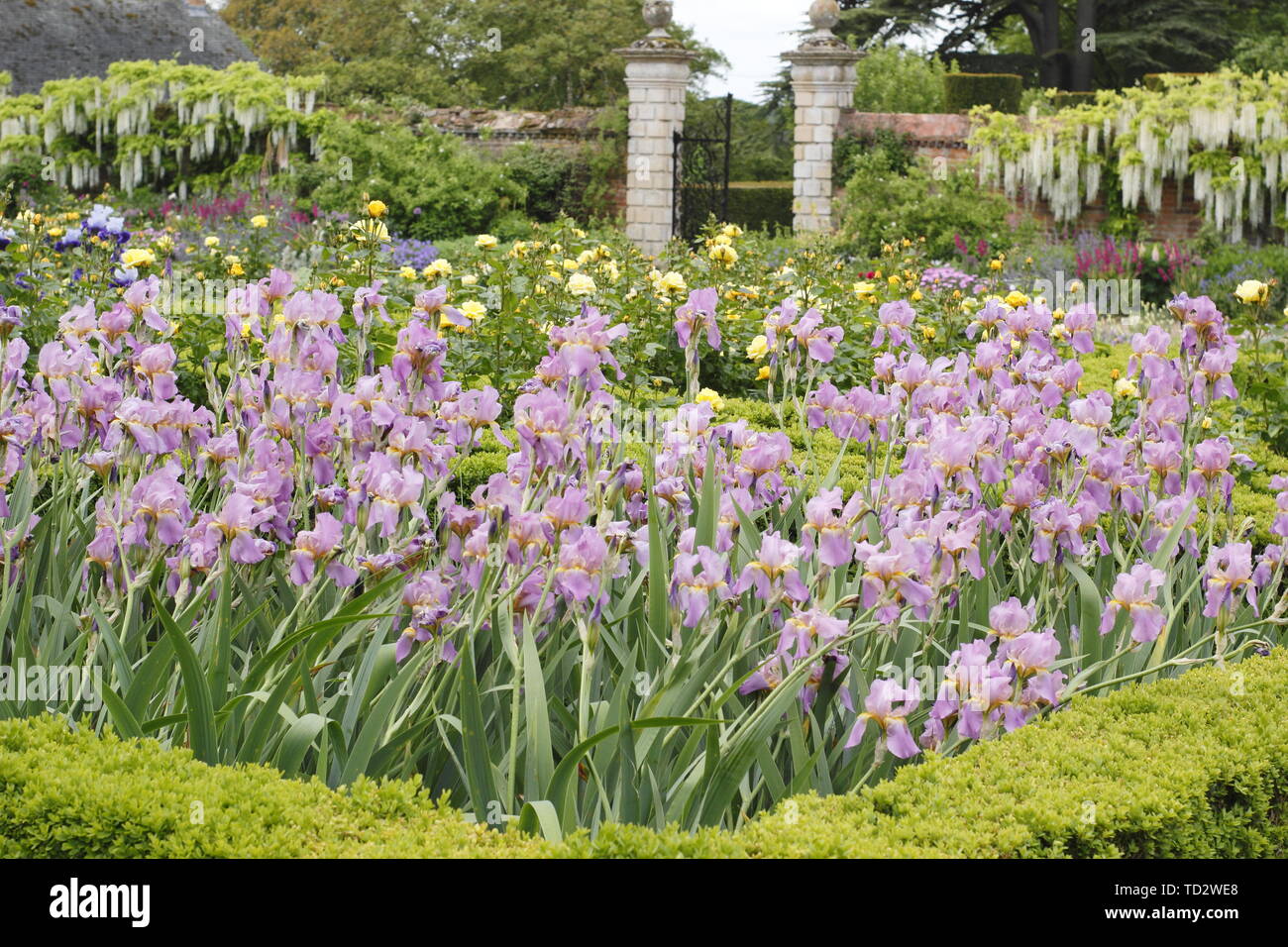 Parterres de fleurs d'Iris dans le jardin de l'Ouest à Doddington Hall and Gardens, Lincolnshire, Angleterre, RU Banque D'Images