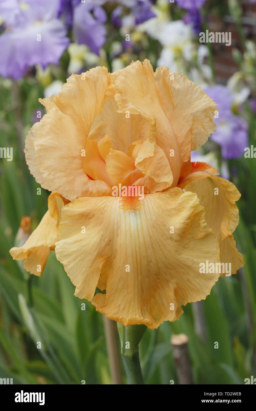 Iris 'William of Orange' - Grand iris fleur en mai Banque D'Images