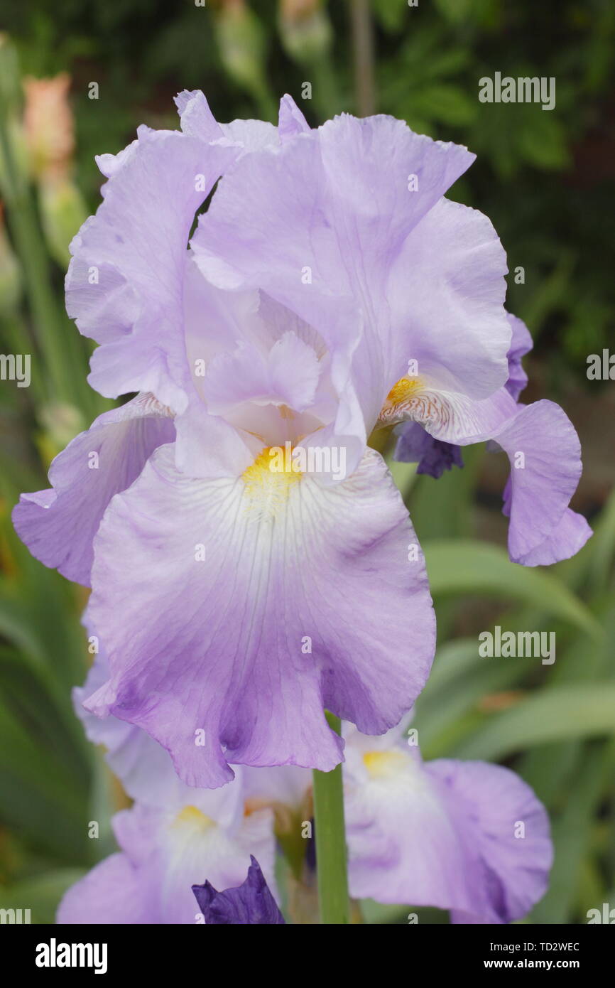 Haut beasrded "iris Annabel Jane', produites par Bryan Dodsworth - Mai. UK Banque D'Images