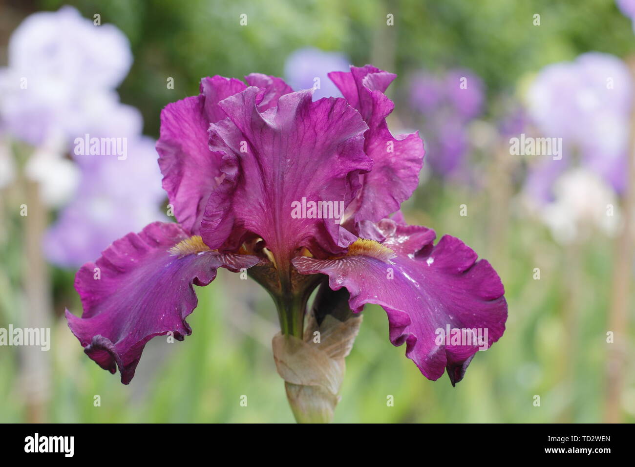 Tall bearded iris 'floraison' Teesdale en mai, UK Banque D'Images