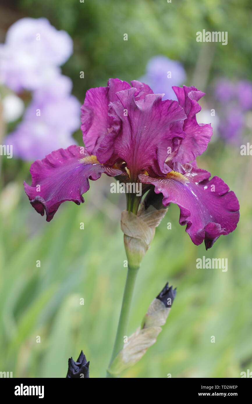 Tall bearded iris 'floraison' Teesdale en mai, UK Banque D'Images