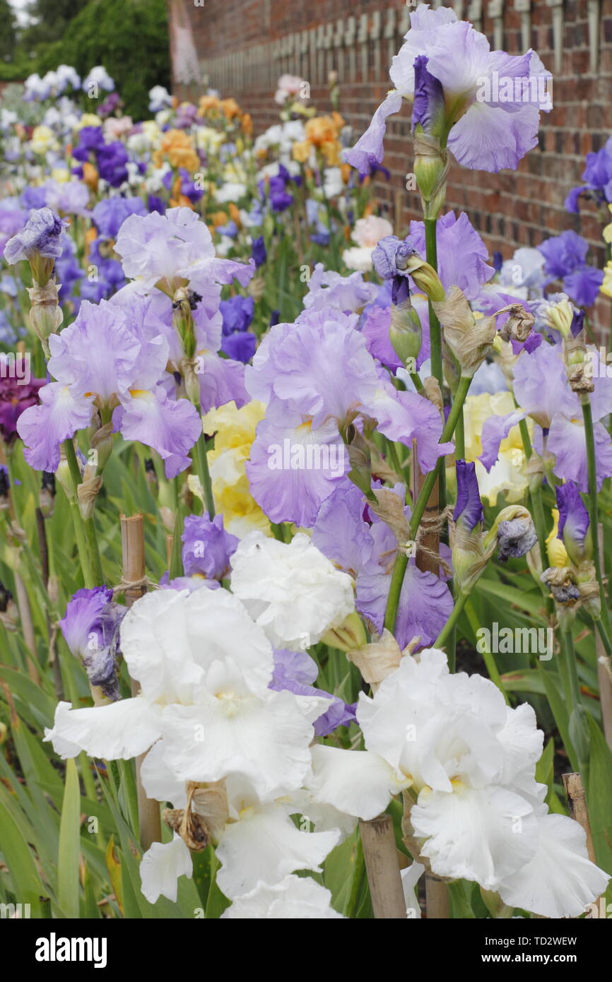 Tall bearded iris en mai. Grand iris collection par éleveur, Bryan Dodworth sur l'affichage à l'hôtel de Doddington, Lincolnshire, Royaume-Uni. Banque D'Images