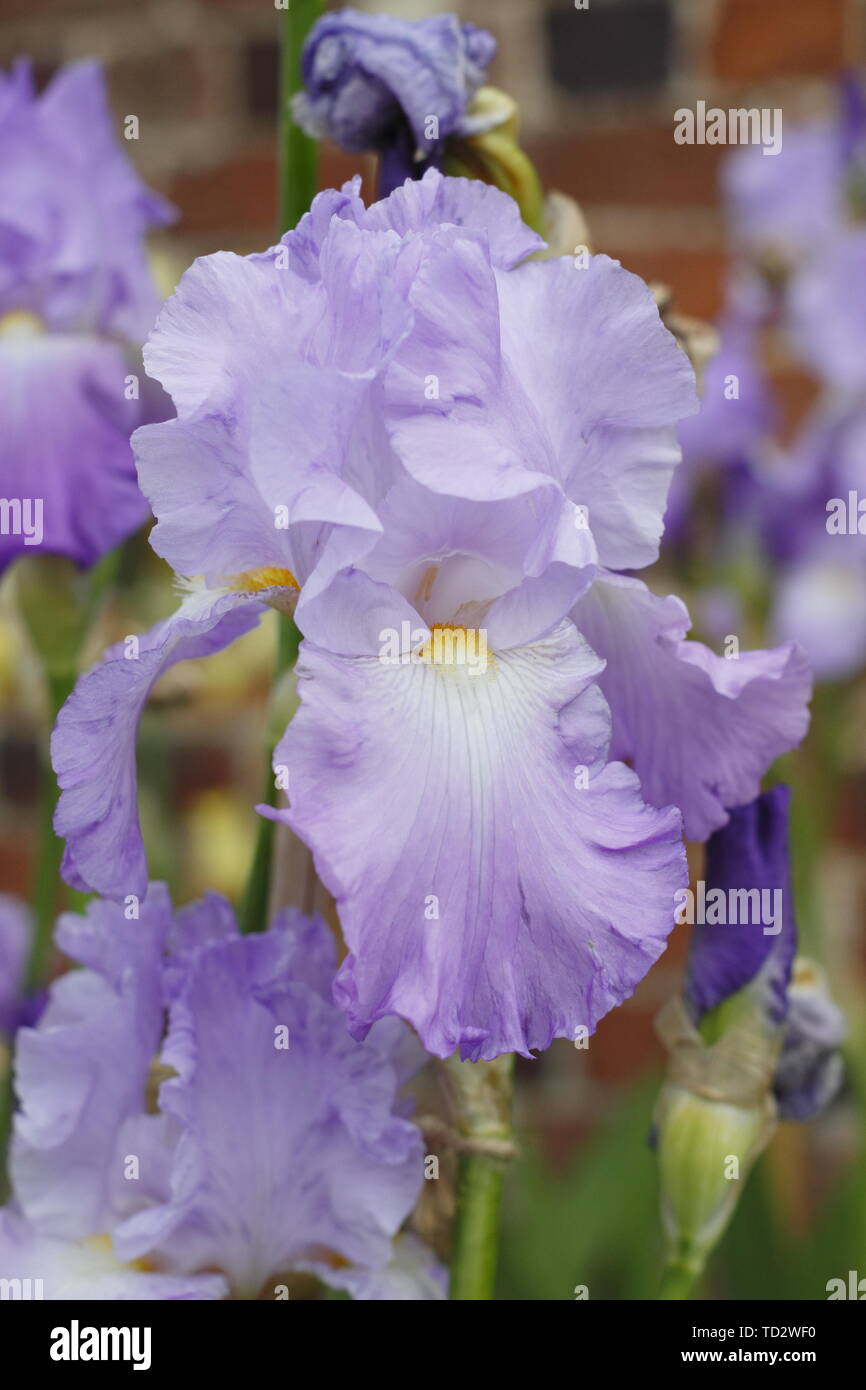 Haut beasrded "iris Annabel Jane', produites par Bryan Dodsworth - Mai. UK Banque D'Images