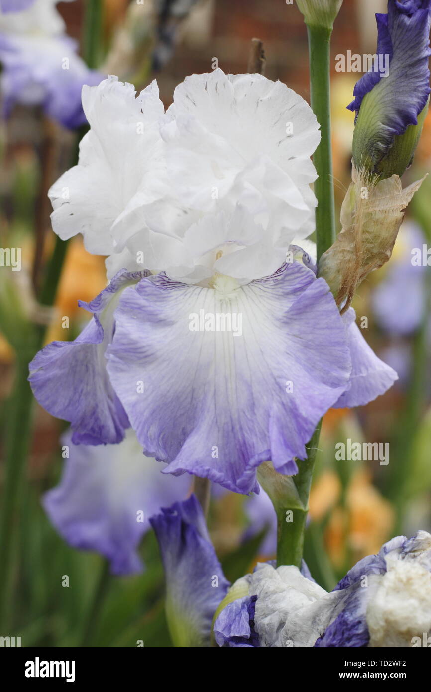 Tall bearded iris glace 'Pinnacle' fleur en mai, produites par Bryan Dodsworth Banque D'Images