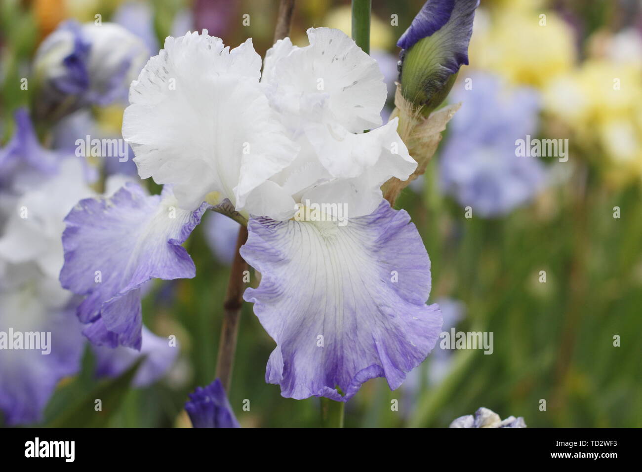Tall bearded iris glace 'Pinnacle' fleur en mai, produites par Bryan Dodsworth Banque D'Images