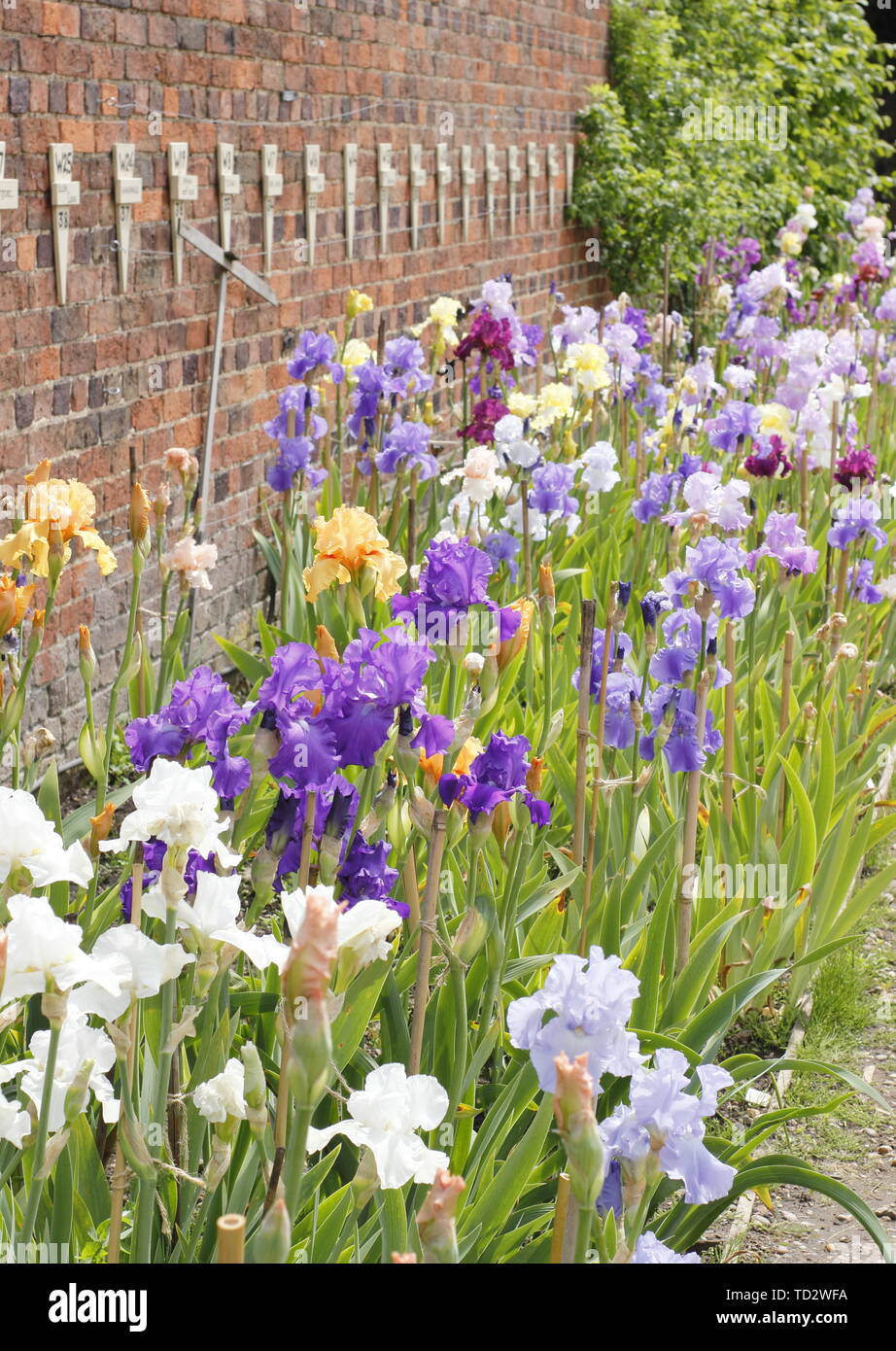 Tall bearded iris en mai. Grand iris collection par éleveur, Bryan Dodsworth sur l'affichage à l'hôtel de Doddington, Lincolnshire, Royaume-Uni. Banque D'Images