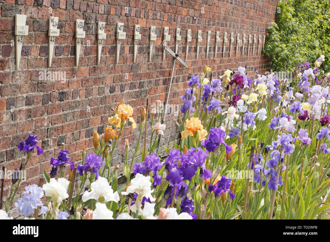 Tall bearded iris en mai. Grand iris collection par éleveur, Bryan Dodsworth sur l'affichage à l'hôtel de Doddington, Lincolnshire, Royaume-Uni. Banque D'Images