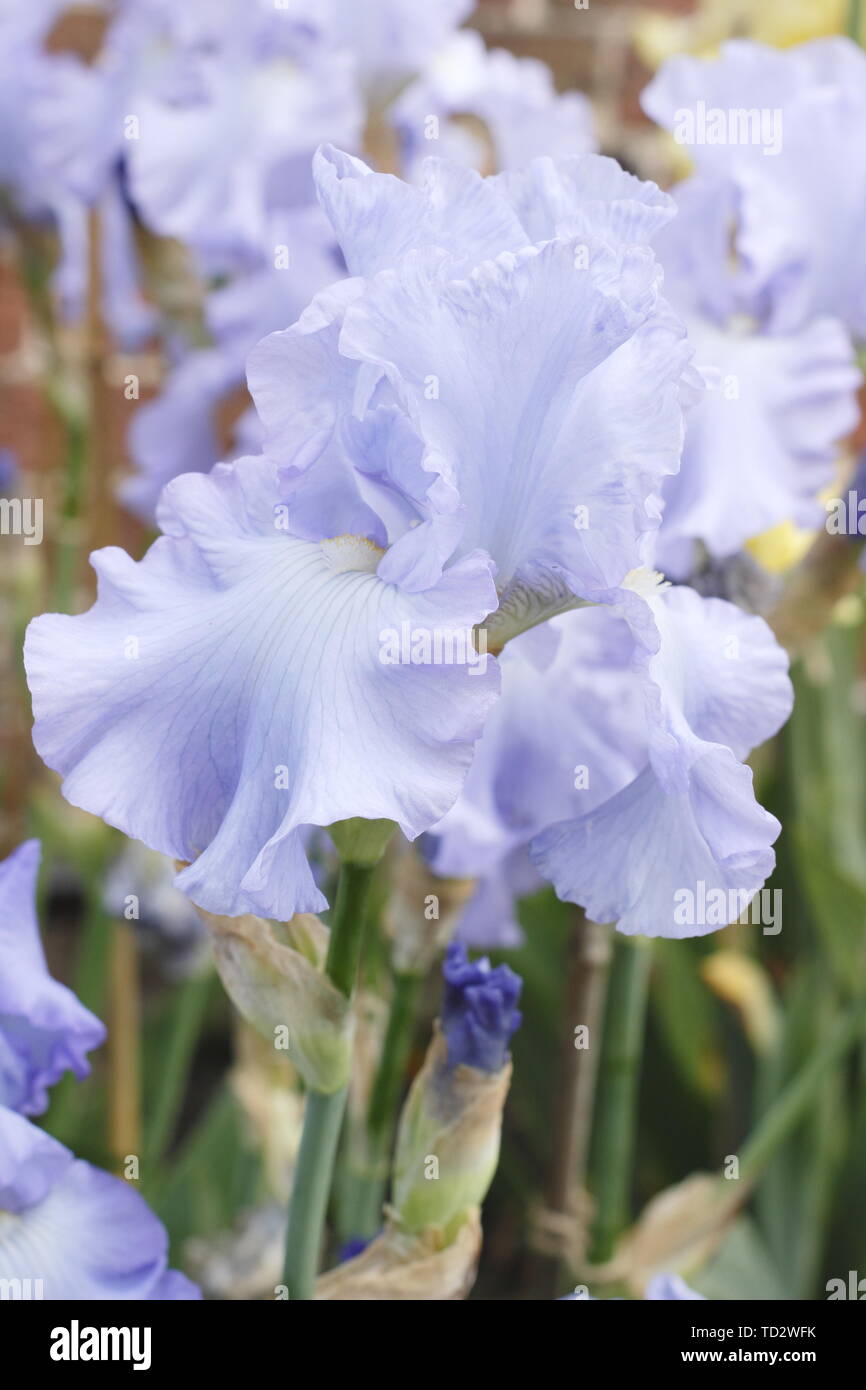 Tall Bearded Iris 'Skye Blue' en fleurs en mai, UK Banque D'Images