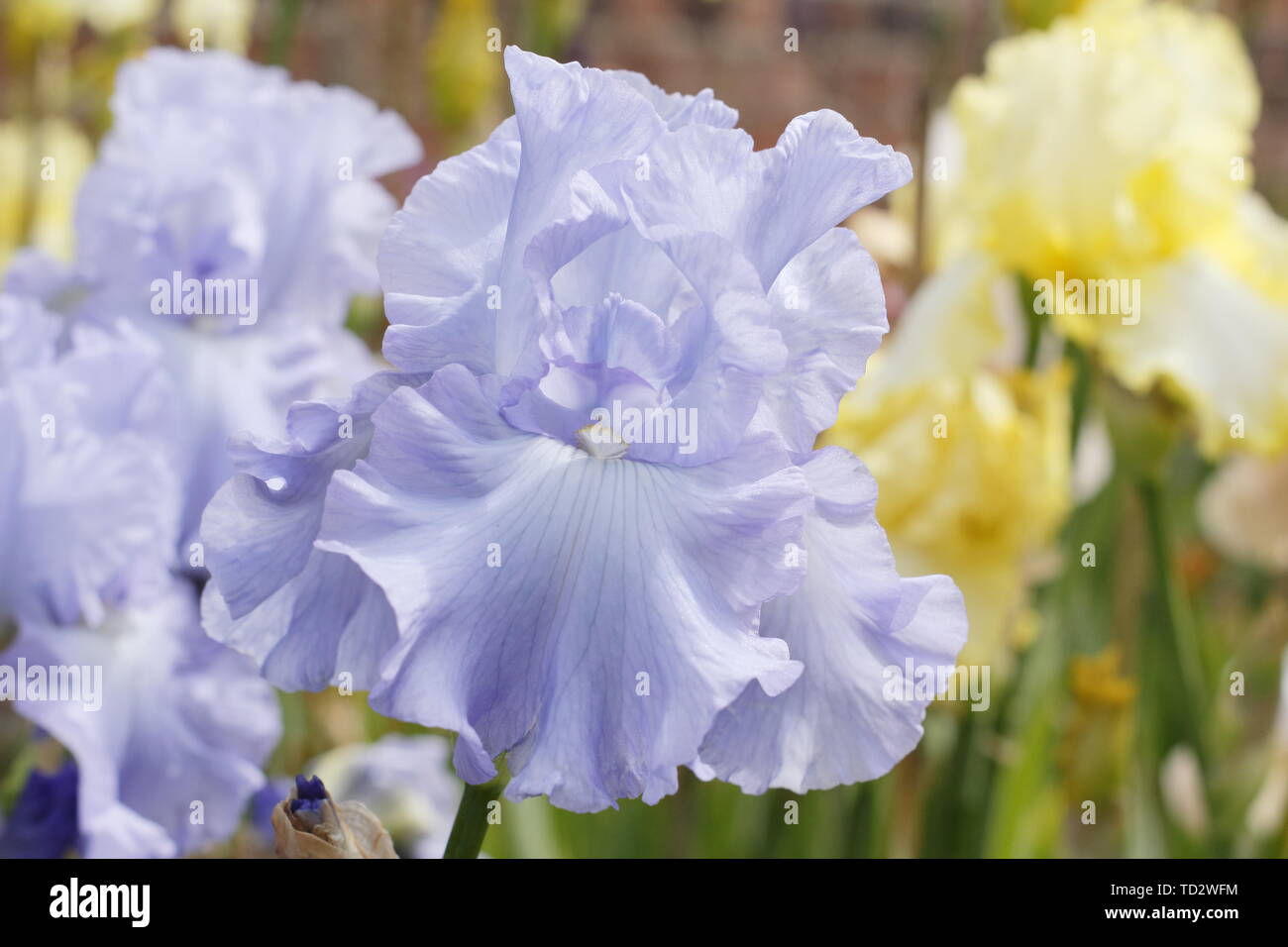 Tall Bearded Iris 'Skye Blue' en fleurs en mai, UK Banque D'Images