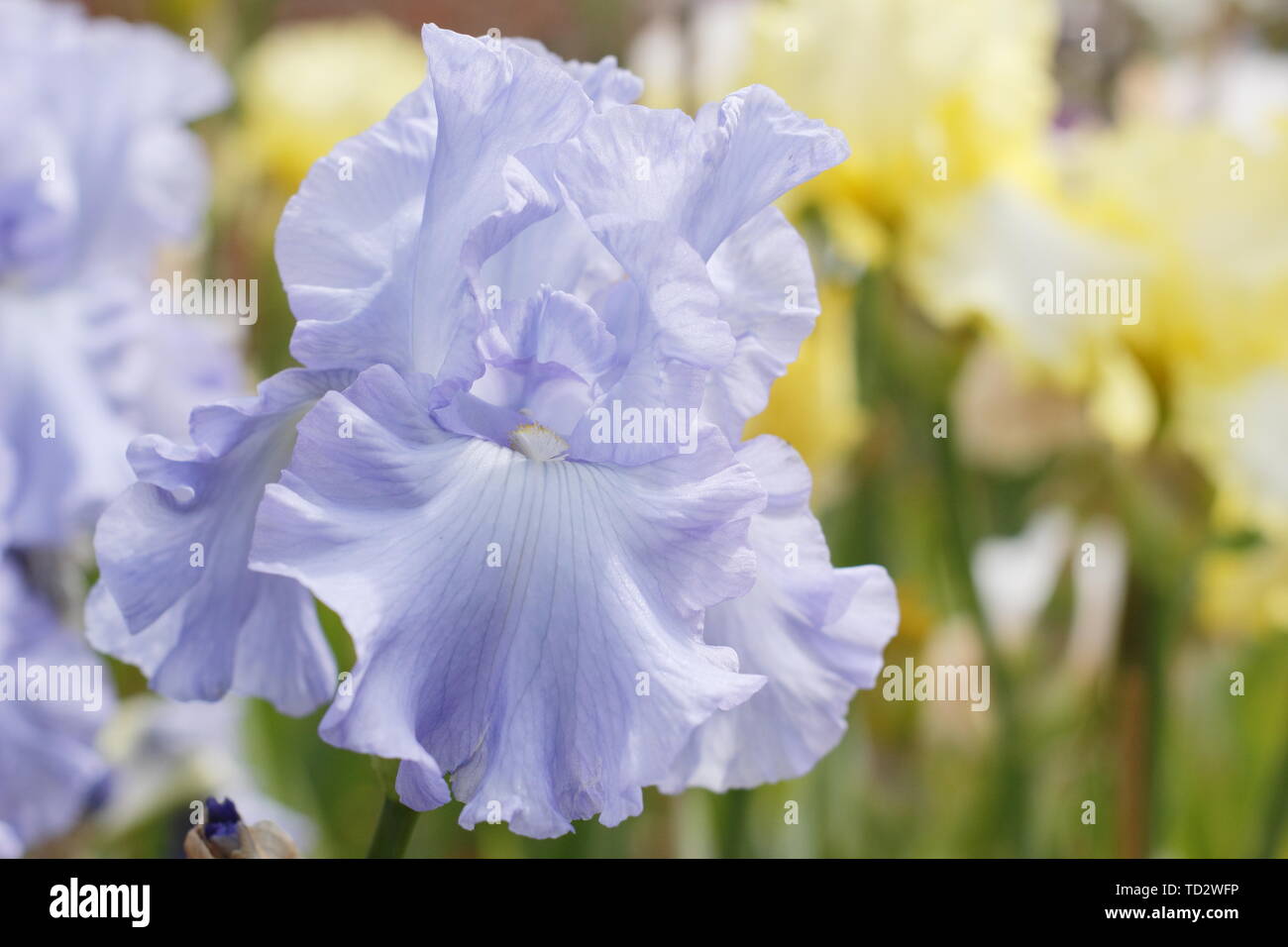 Tall Bearded Iris 'Skye Blue' en fleurs en mai, UK Banque D'Images