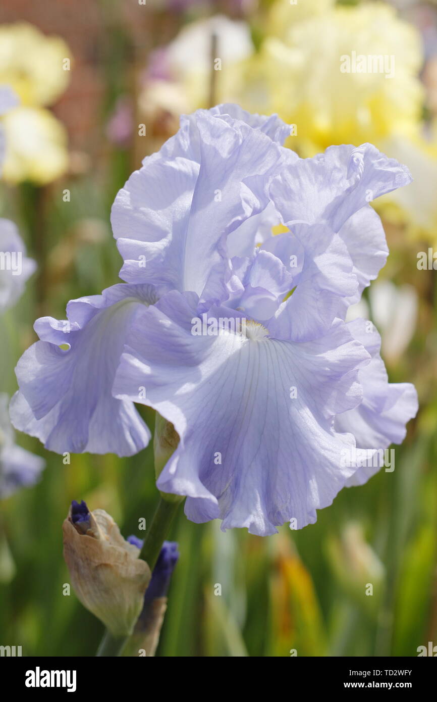 Tall Bearded Iris 'Skye Blue' en fleurs en mai, UK Banque D'Images