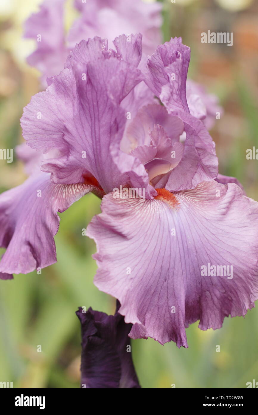 Iris 'Mulberry floraison des semis en mai Banque D'Images