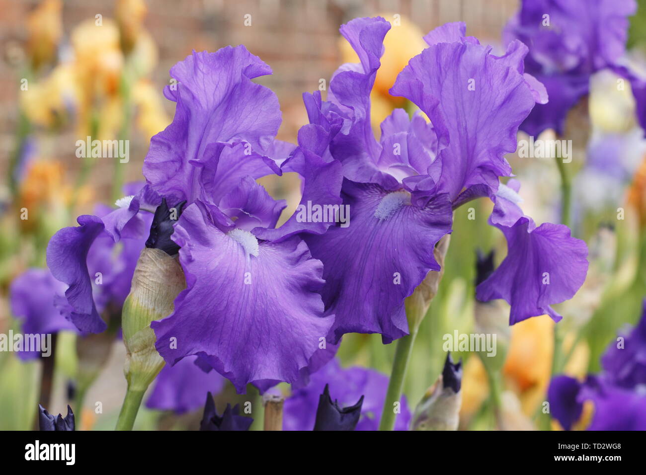 Iris 'empereur romain' Grand iris en fleurs en mai. Produites par Bryan Dodsworth Banque D'Images