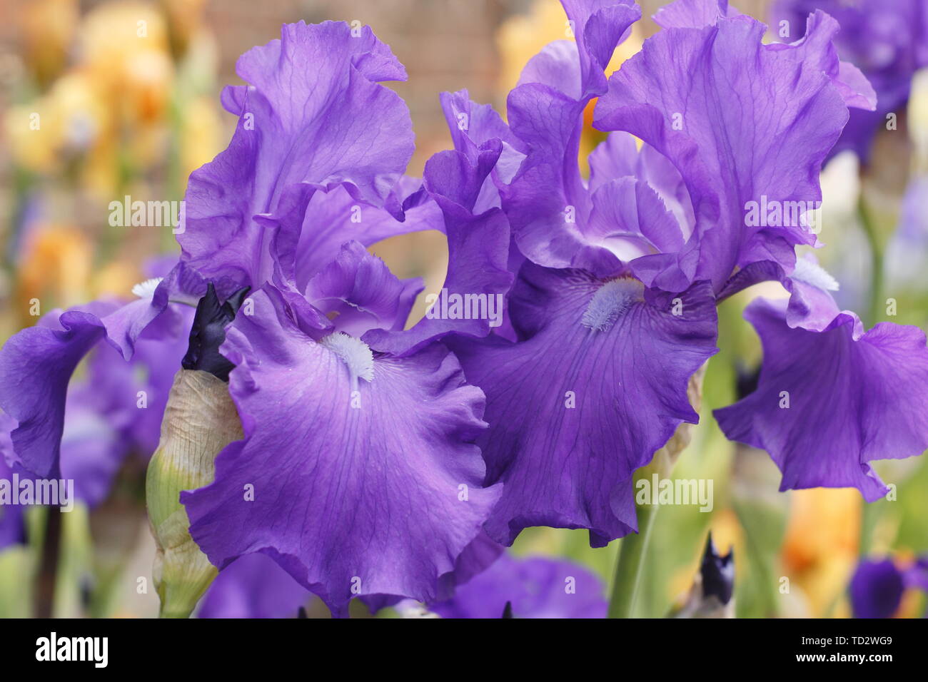 Iris 'empereur romain' Grand iris en fleurs en mai. Produites par Bryan Dodsworth Banque D'Images