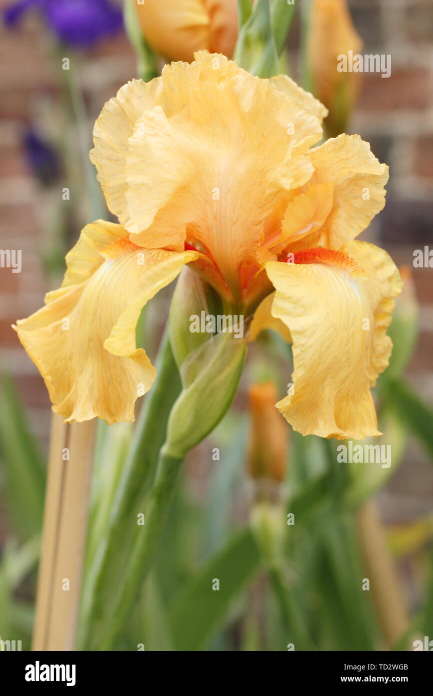Iris 'William of Orange' - Grand iris fleur en mai Banque D'Images