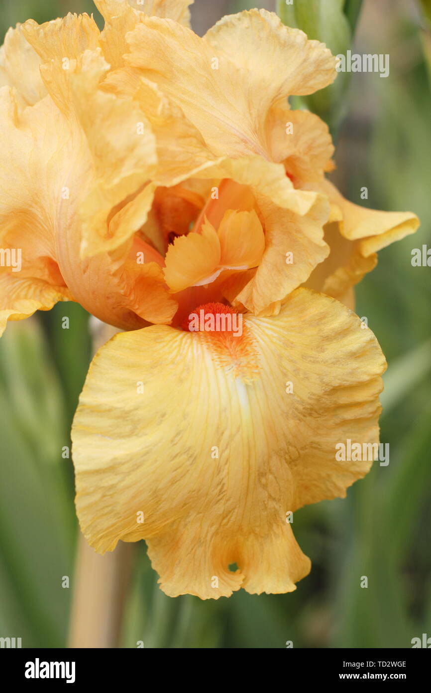 Iris 'William of Orange' - Grand iris fleur en mai Banque D'Images