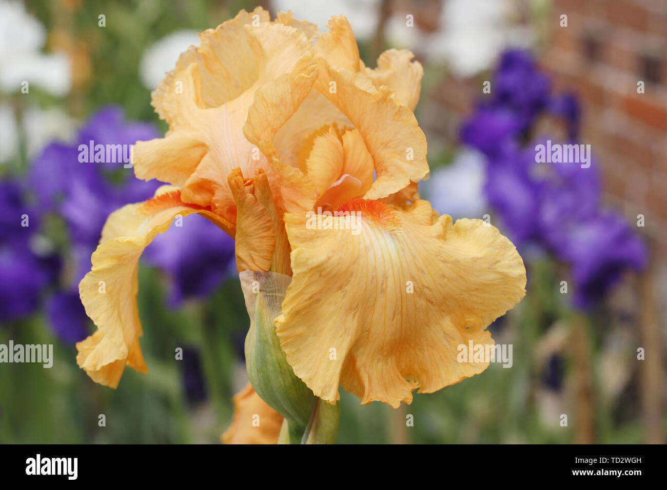Iris 'William of Orange' - Grand iris fleur en mai Banque D'Images