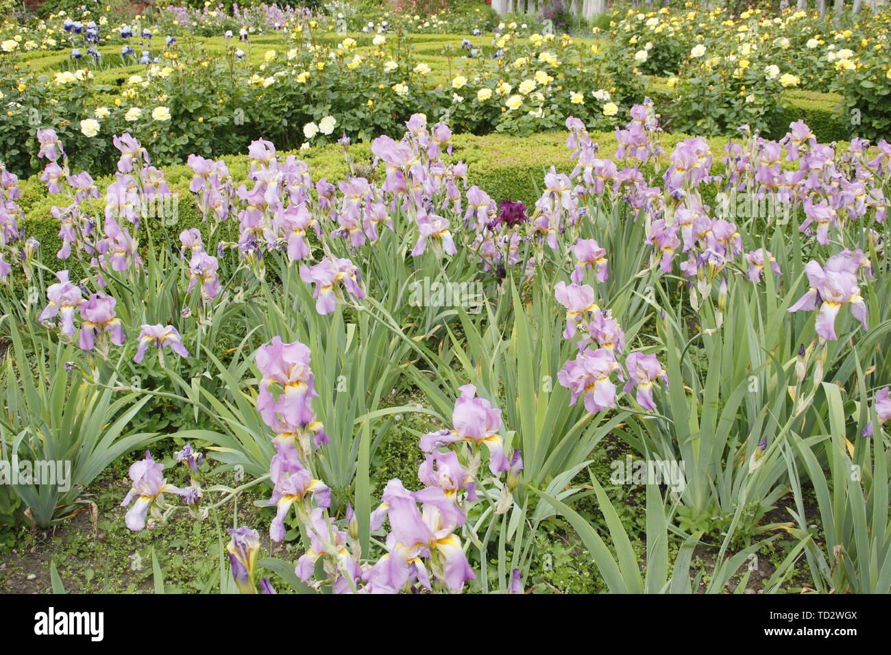 Iris fleurs sur l'affichage à l'intérieur des murs du jardin de l'Ouest à Doddington Hall and Gardens, Lincolnshire, Angleterre, RU Banque D'Images
