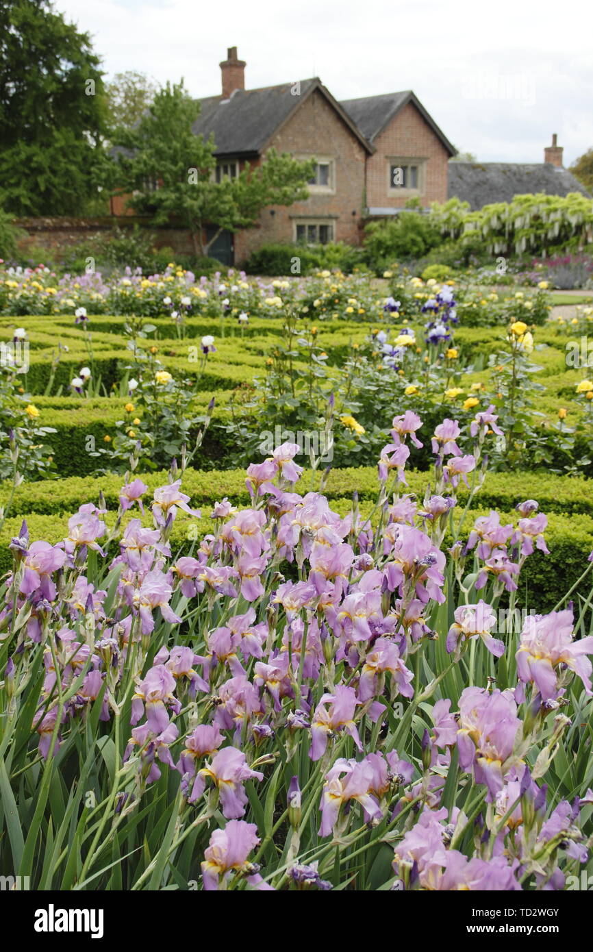Iris fleurs sur l'affichage à l'intérieur des murs du jardin de l'Ouest à Doddington Hall and Gardens, Lincolnshire, Angleterre, RU Banque D'Images