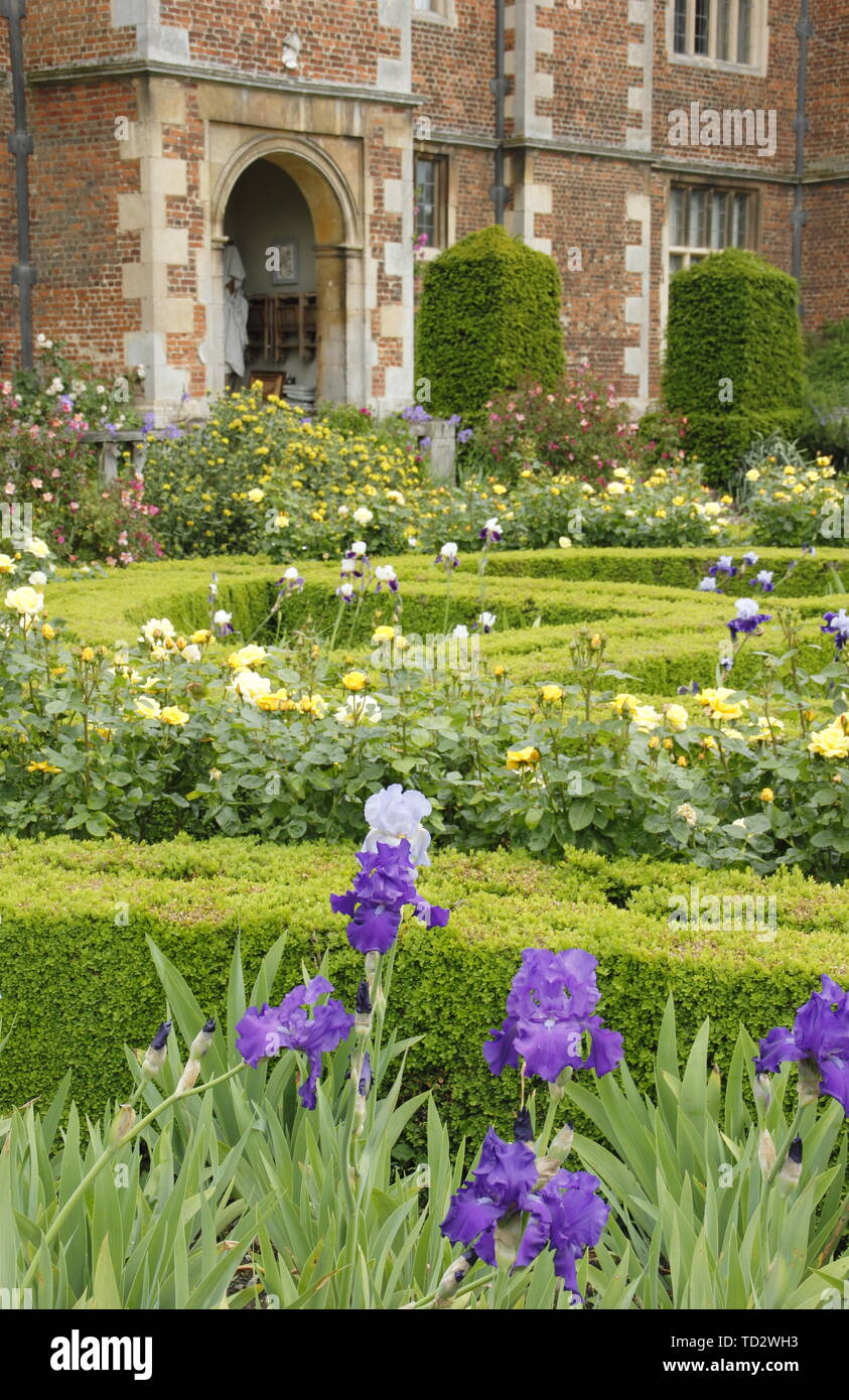 Iris fleurs sur l'affichage à l'intérieur des murs du jardin de l'Ouest à Doddington Hall and Gardens, Lincolnshire, Angleterre, RU Banque D'Images