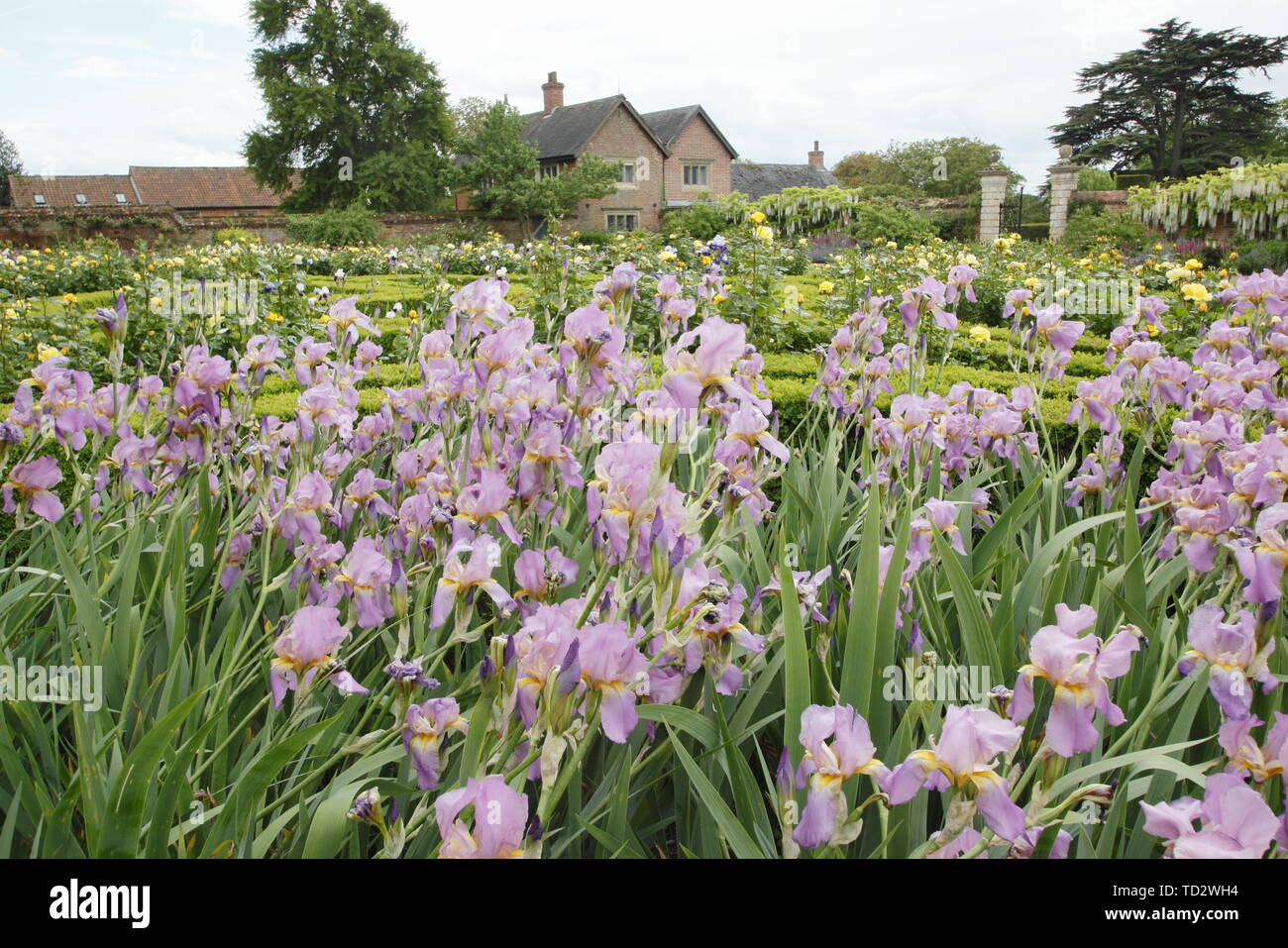 Iris fleurs sur l'affichage à l'intérieur des murs du jardin de l'Ouest à Doddington Hall and Gardens, Lincolnshire, Angleterre, RU Banque D'Images